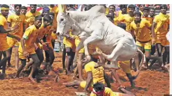 Five injured during Jallikattu event in Tirupati, Andhra Pradesh