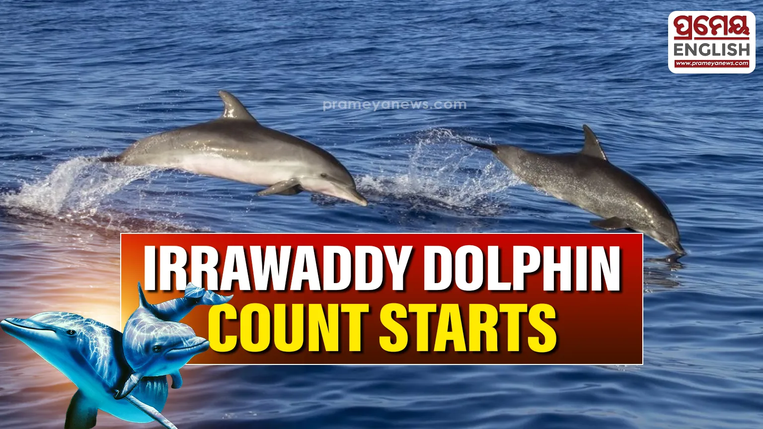 Annual Irrawaddy Dolphin census begins in Chilika Lake

