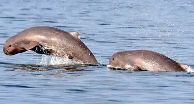Annual Irrawaddy Dolphin census begins in Chilika Lake