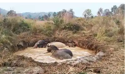 3 elephants recued from muddy ditch in Deogarh