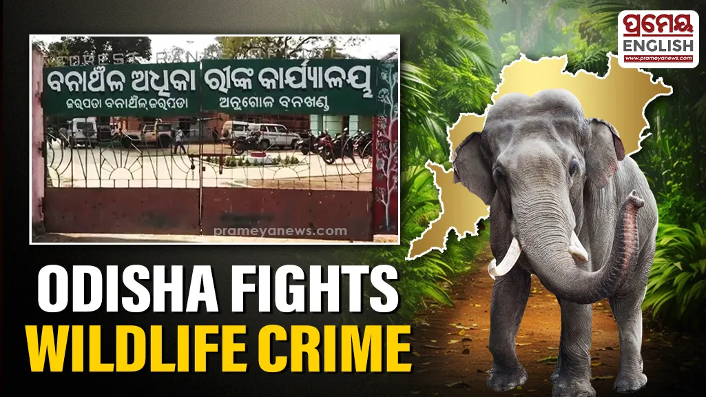 On Tuesday, a raid at Deuli Behera Sahi under the Jarpada Range recovered additional weapons, explosives, and wildlife parts, demonstrating the forest department’s strict vigilance against poachers