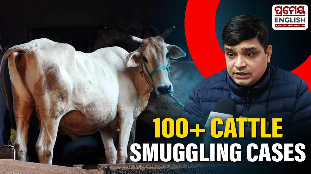 Cattle smuggling 