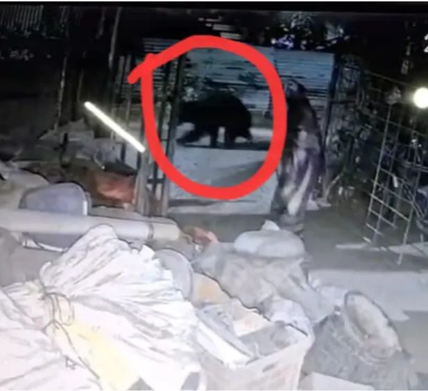 woman-maoist-surrenders-in-malkangiri