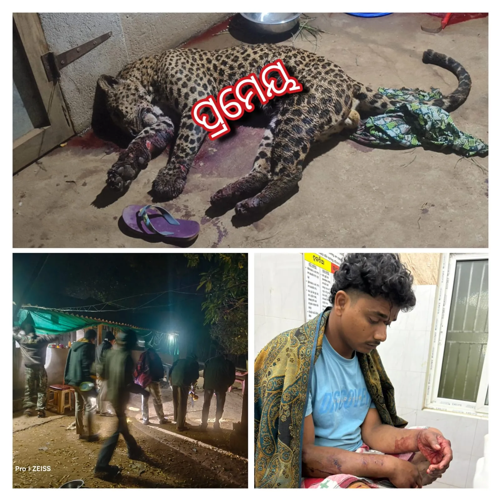 Youth kills tiger after fierce struggle with the big cat: The Jim Corbett in hospital