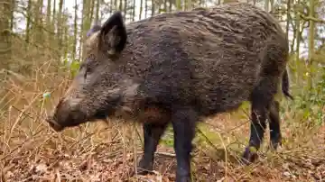 Panic in Odisha's Kandhamal after wild boar attack injures three people