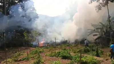 Kandhamal: Police destroy illegal cannabis cultivation spread over 92 acres