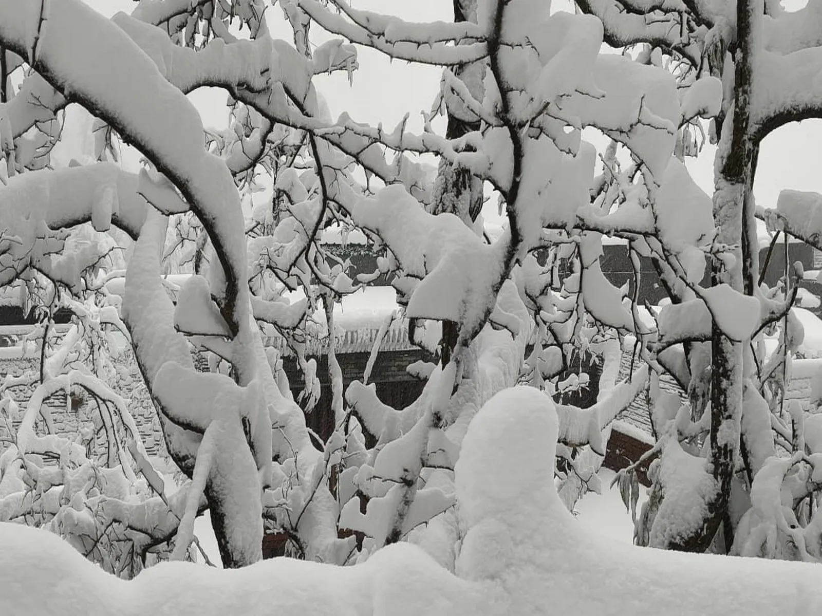 Himachal sees widespread rain, heavy snowfall as temperatures plunge