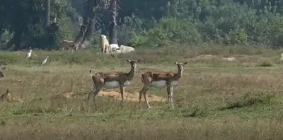 Blackbuck census begins in Ganjam to monitor population growth