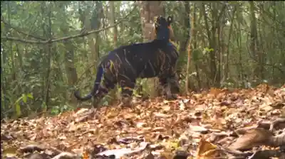 Black tiger population on the rise in Nayagarh Forests