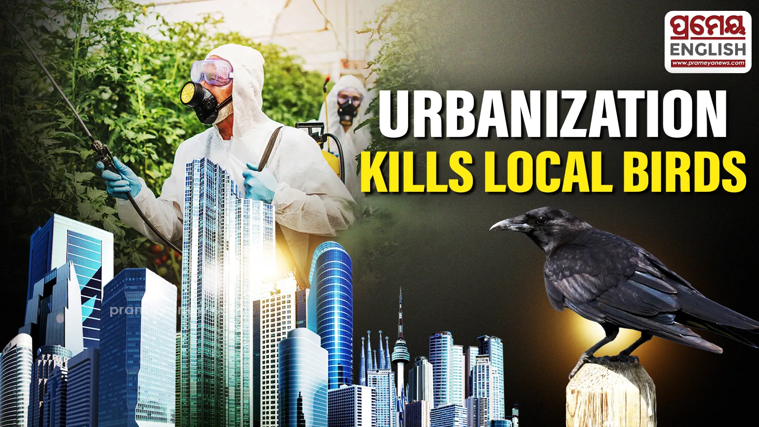 Birds Vanish from Bhubaneswar: Urban Growth to Blame