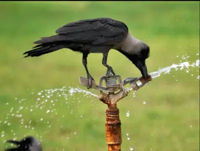 Crows and sparrows disappear from Bhubaneswar: Urbanization and pesticides blamed