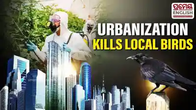 Crows and sparrows disappear from Bhubaneswar: Urbanization and pesticides blamed