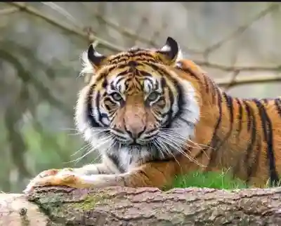 Debrigarh to get two new tigers: Forest Minister
