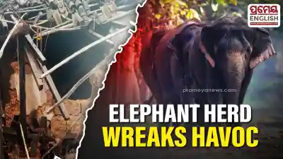 Herd of Elephants causes widespread damage in Keonjhar
