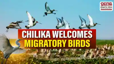 Beautiful Chilika migratory birds reach record numbers this season attracting many global tourists