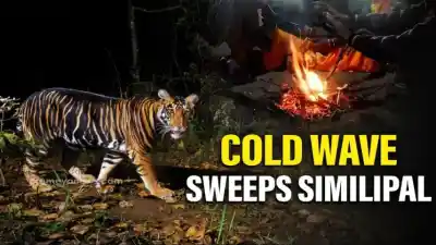 Severe Cold Wave hits Simlipal Tiger Reserve and surrounding areas, temperatures drop to 4°C