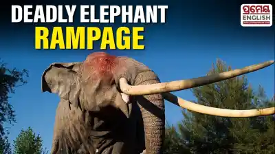 Rampaging elephant kills 6, Injures several in Jharkhand–Odisha border villages