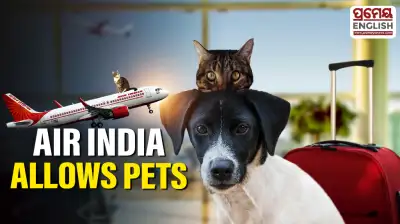 Air India pet policy allows small dogs and cats to fly inside cabins on major flight routes