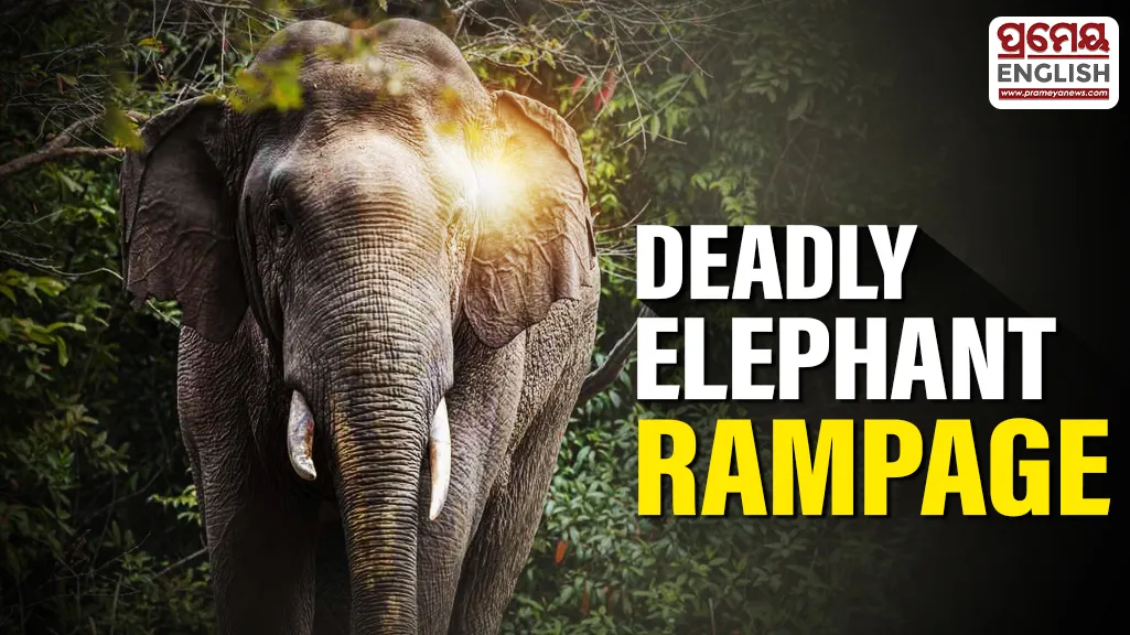 Herd rampage causes widespread damage in Patna