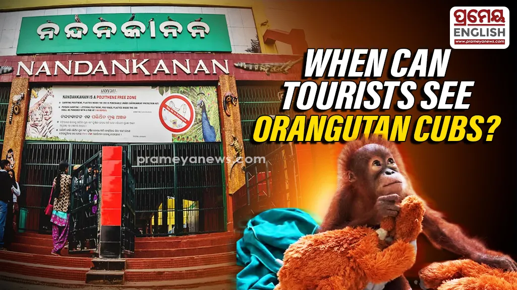 Good news for wildlife lovers! Tourists visiting NZP will soon get a chance to see the five rescued orangutan cubs brought from Balasore.