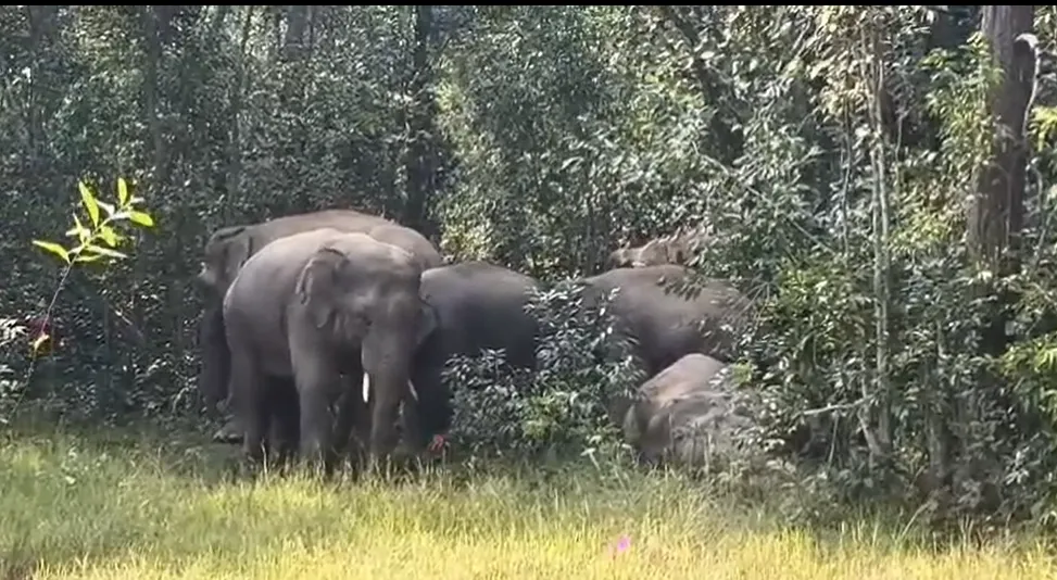 Elephant attack claims one life in Keonjhar; 26-member herd spreads fear in Patana range