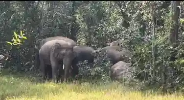 Elephant attack claims one life in Keonjhar; 26-member herd spreads fear in Patana range