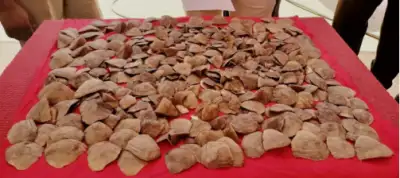 1,130 Pangolin scales weighing 4.56 Kg seized in Odisha's Rayagada; three arrested