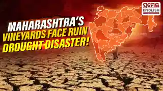Vineyards and Orange Orchards face total ruin as drought hits Maharashtra