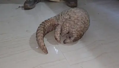 Pangolin rescued near Durga Puja Mandap in Borigumma