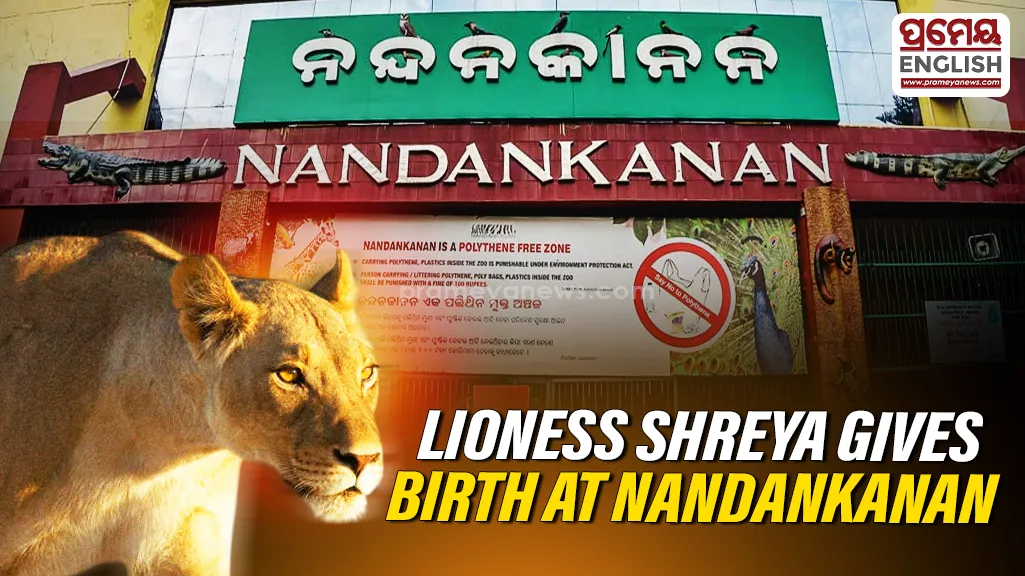 Nandankanan lioness Shreya gives birth to cub; newborn shifted to infant care centre

