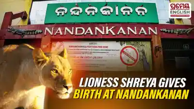 Nandankanan lioness Shreya gives birth to cub; newborn shifted to infant care centre