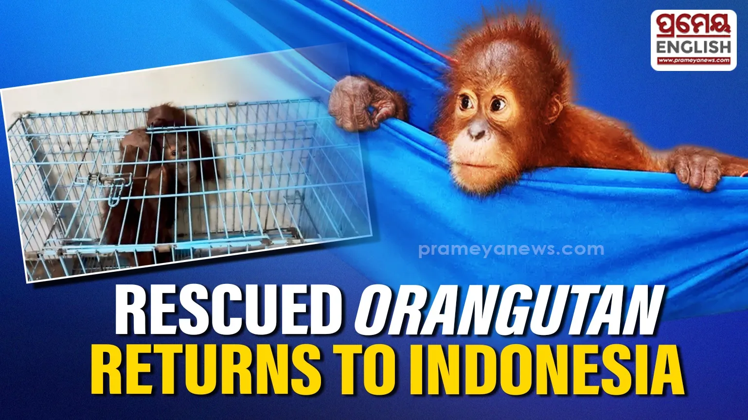 Juvenile orangutan rescued from an Indian bathroom returns to Indonesia