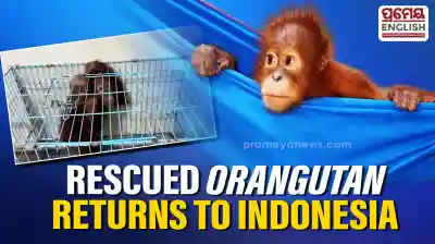 Juvenile orangutan rescued from an Indian bathroom returns to Indonesia