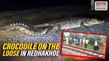 Crocodile spotted near village road in Odisha’s Redhakhol 