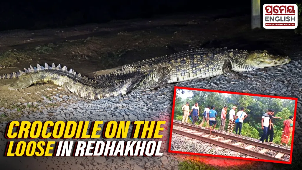 Crocodile spotted near village road in Odisha’s Redhakhol 