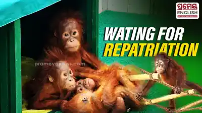Rocky returns home, Nandankanan’s five Orangutans await repatriation