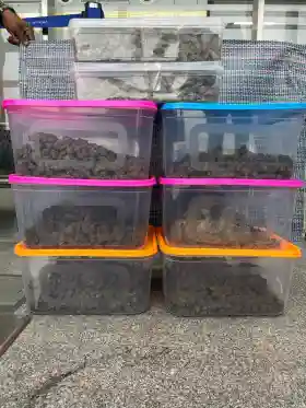 Hydroponic cannabis worth crores seized at Bhubaneswar Airport; three detained