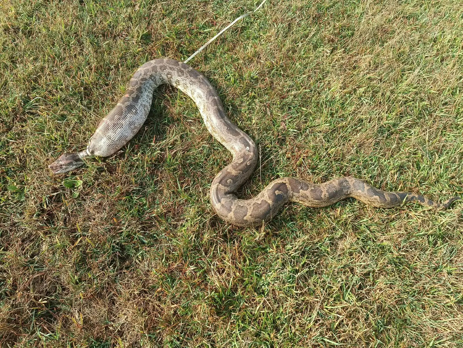 Cruelty caught on camera: Youths tie rope around python’s neck, play with it in Angul