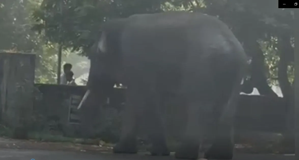 Wild tusker triggers panic in Sukinda, roams highway and villages