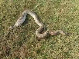 Cruelty caught on camera: Youths tie rope around python’s neck, play with it in Angul