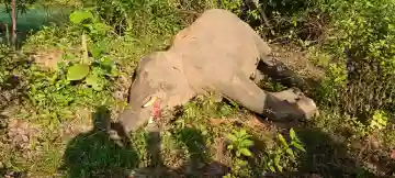 Elephant electrocuted in paddy field near Rourkela; two detained