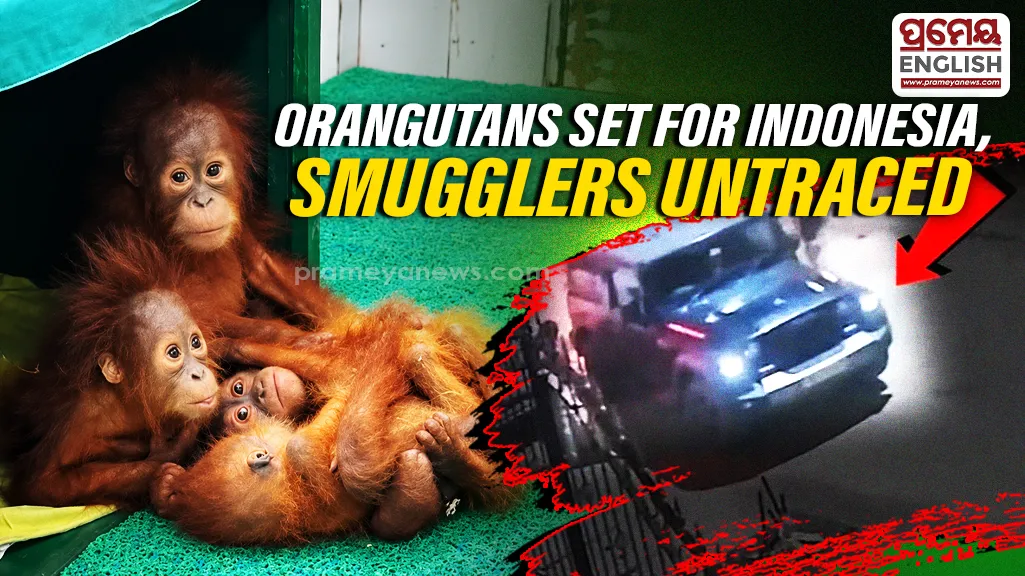 Orangutans set to leave for Indonesia, smugglers still elusive