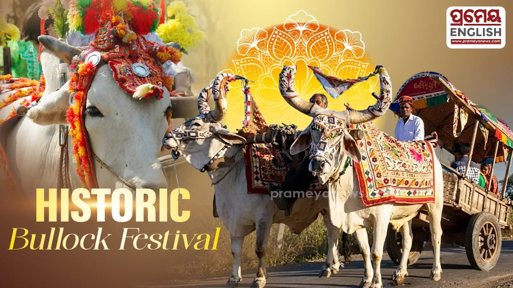 Bhuban’s historic Bullock Festival: Celebrating the timeless bond between humans and animals