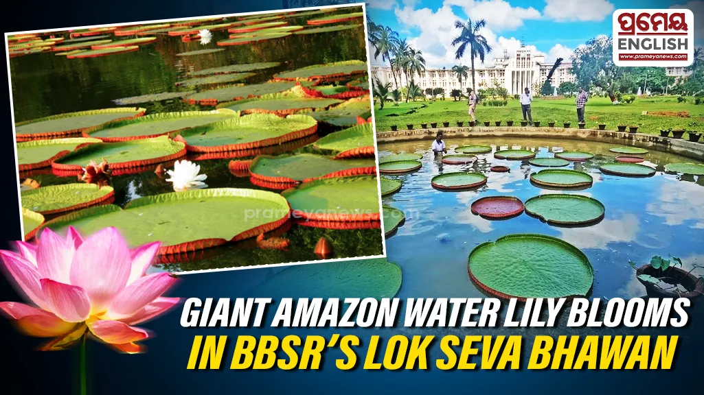 Amazon’s giant water lily blooms in Bhubaneswar’s Lok Seva Bhawan

