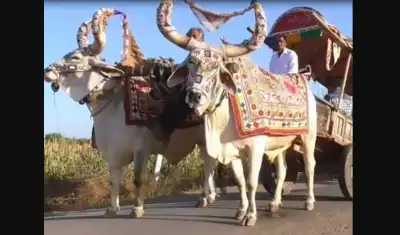 Bhuban’s historic Bullock Festival: Celebrating the timeless bond between humans and animals