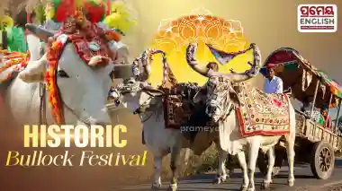 Bhuban’s historic Bullock Festival: Celebrating the timeless bond between humans and animals