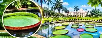 Amazon’s giant water lily blooms in Bhubaneswar’s Lok Seva Bhawan