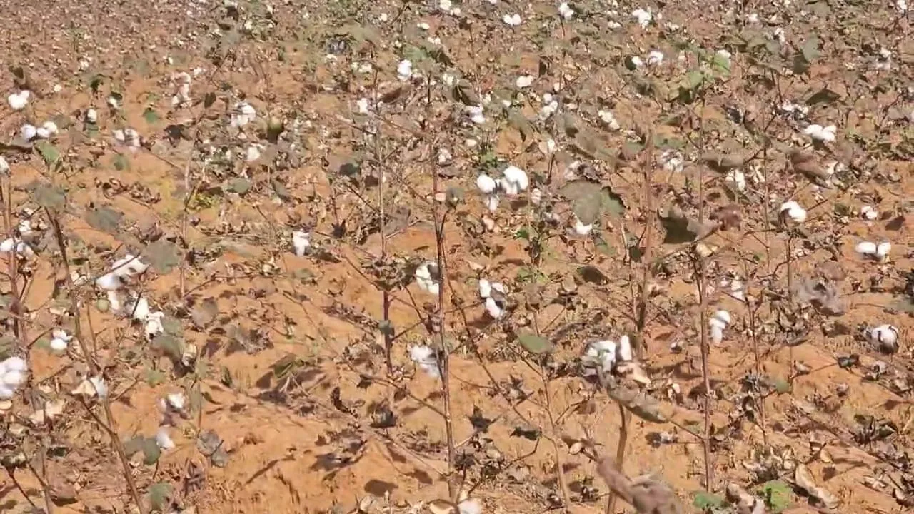 The dark shadow of fake seeds on the production of 'White Gold'
