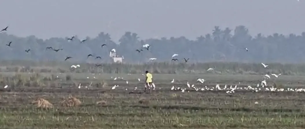 Migratory birds arrive in thousands in Odisha’s Kanas; illegal hunting raises conservation concerns

