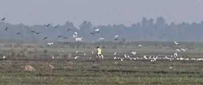 Migratory birds arrive in thousands in Odisha’s Kanas; illegal hunting raises conservation concerns